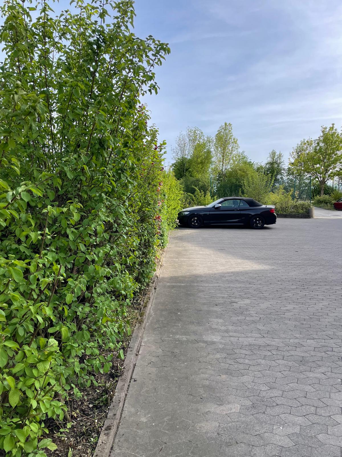 Heckenpflege, Ergebnis nach der Reinigung