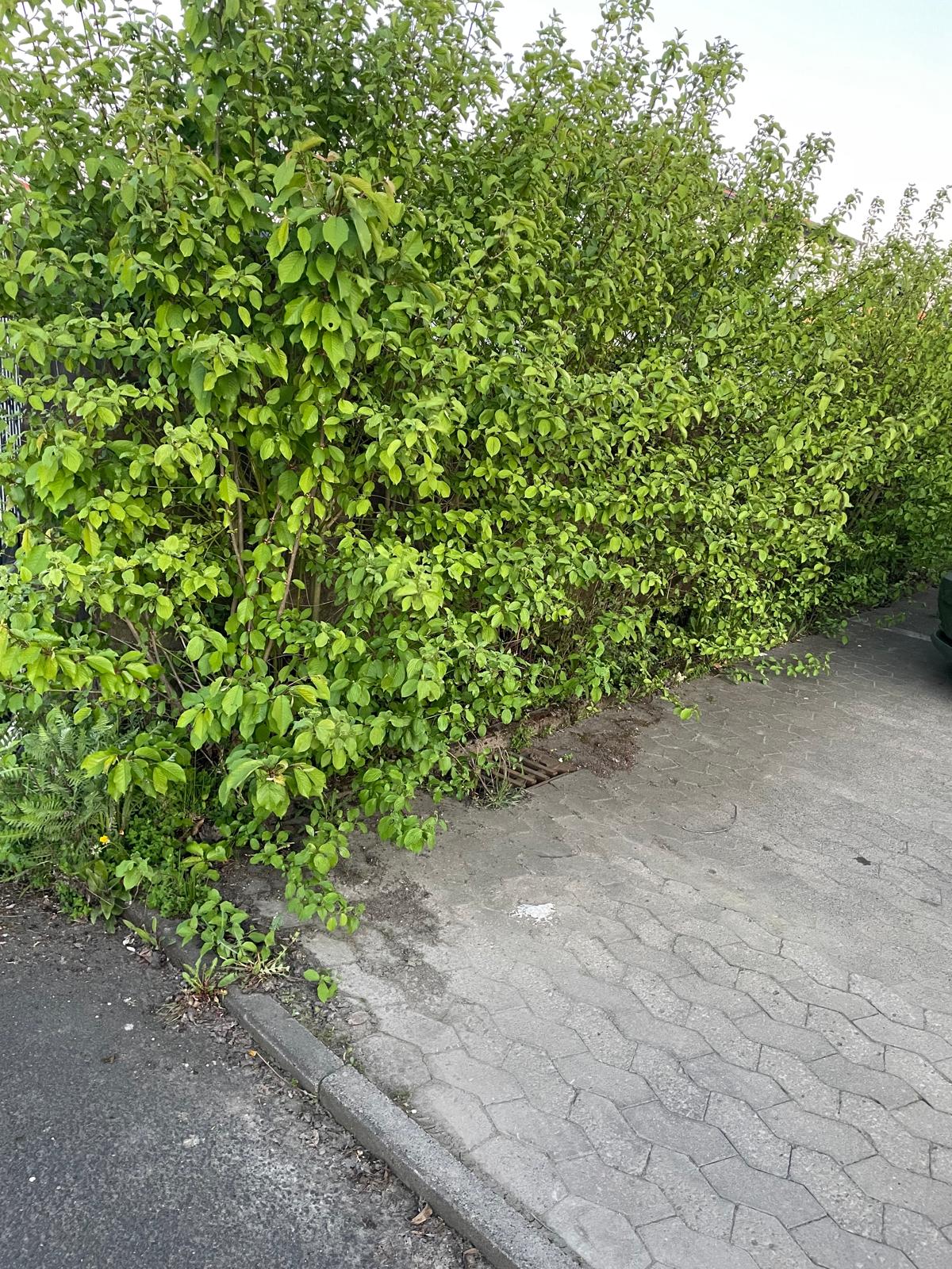 Heckenpflege, Zustand vor der Reinigung